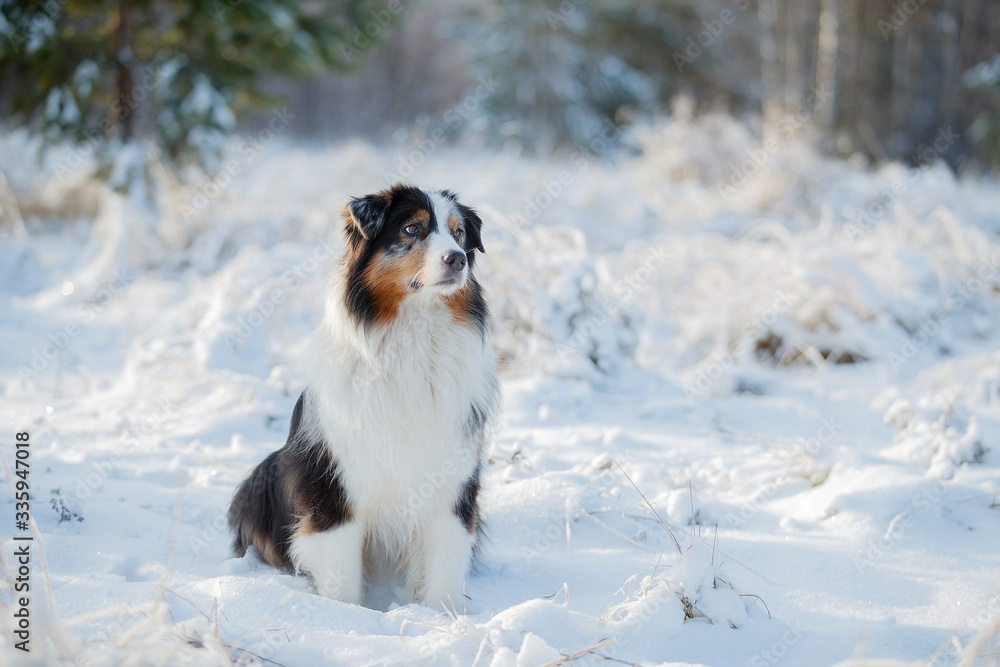 A dog of the Australian shepherd breed plays in the snow A dog of the Australian shepherd breed plays in the snow