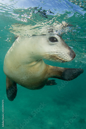 Australian Sea Lion underwater photo  © Richard Carey