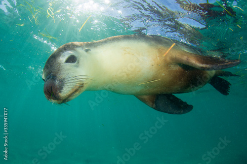 Australian Sea Lion underwater photo  © Richard Carey