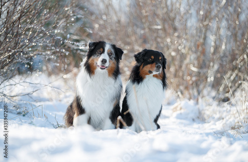 Two dogs in the snow. Austarlian sheepdogs sit together © vivienstock
