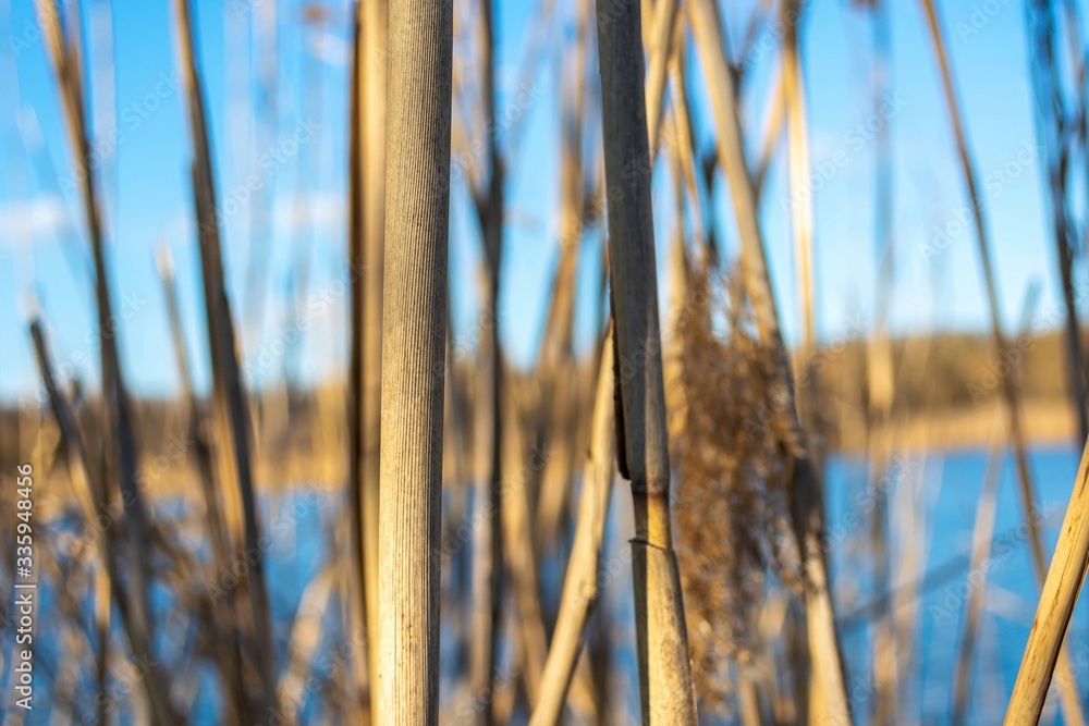 Reed (Phragmites) is a large, tall river grass.