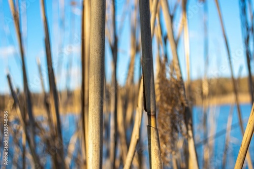 Reed  Phragmites  is a large  tall river grass.