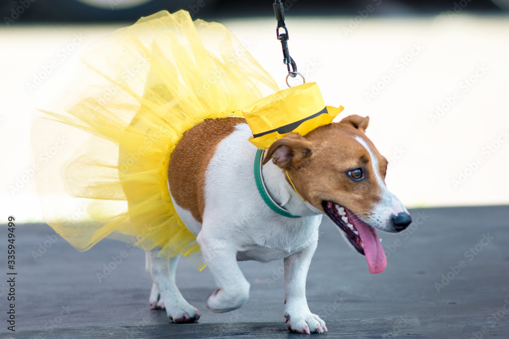 Φωτογραφία little beautiful dog Jack Russell in a fancy dress
