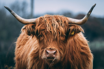 Ingelijste posters Schotse hooglander Speelse Hooglander steekt tong uit  © Dominic