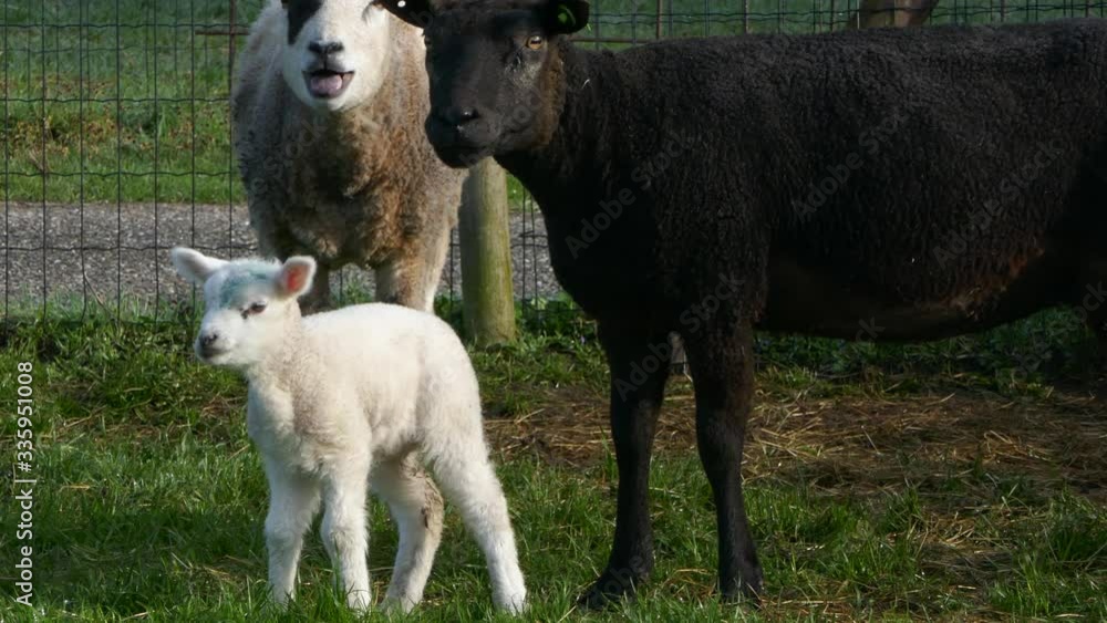 Flock of sheep and lamb eating grass in a meadow Flock of sheep and lamb eating grass in a meadow