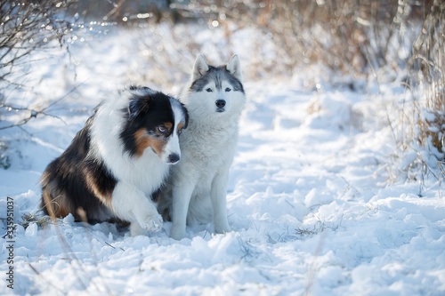 Two dogs in the snow. Austarlian sheepdogs sit together
