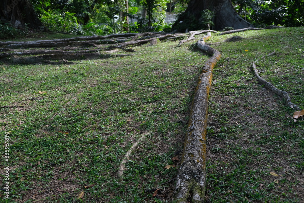 Obraz premium old tree roots