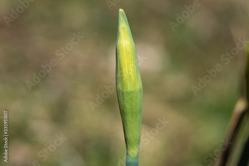 Daffodil Flower Bud in Springtime