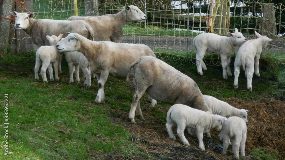 Flock of sheep and lamb eating grass in a meadow Flock of sheep and lamb eating grass in a meadow