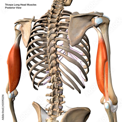Triceps Brachii Muscles Isolated in Posterior View Human Anatomy Labeled on White Background photo