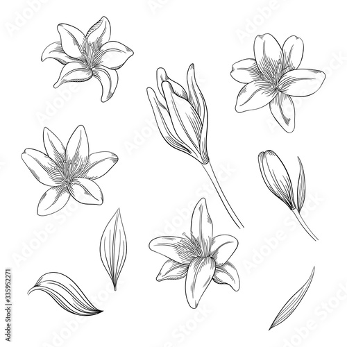 Colorful of lilies flower on white background. Vector set of blooming floral for your design.