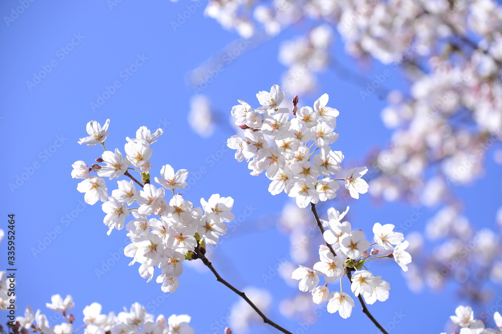 Spring heraldic flowers Spring heraldic flowers