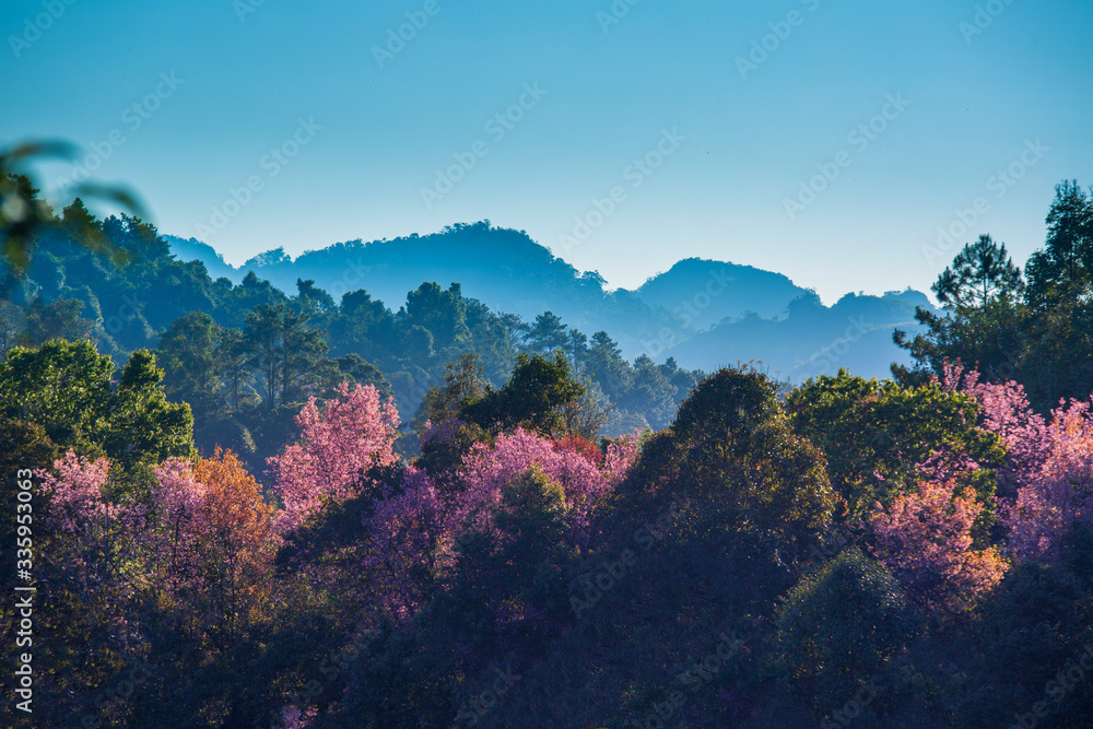 Mountain range with pink blossom at Angkang the famous place in Chiangmai Thailand