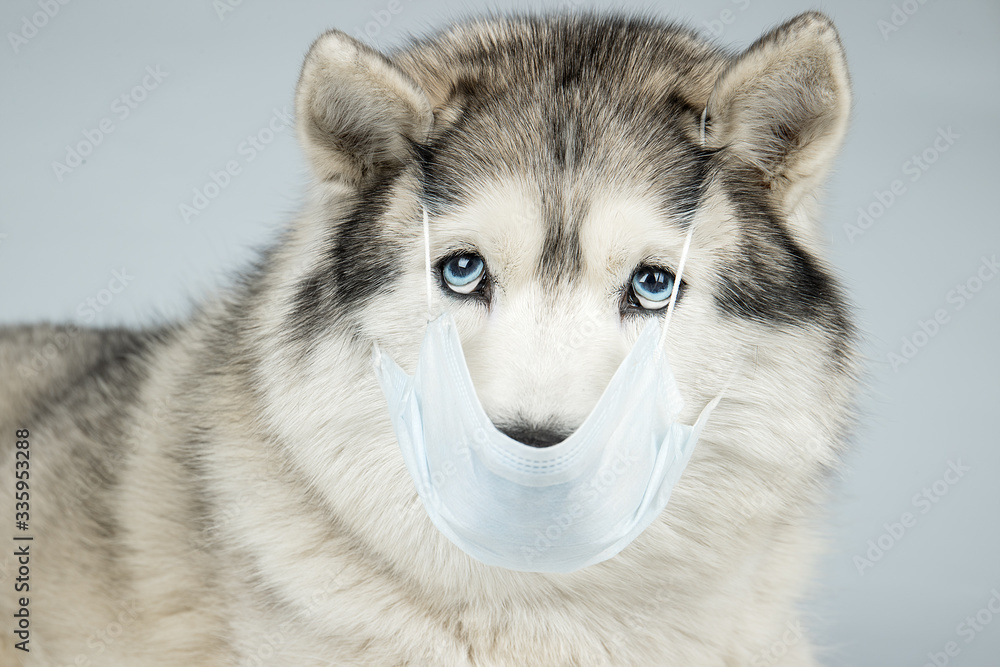 A dog in a medical mask. Siberian Husky with blue eyes.Pandemic