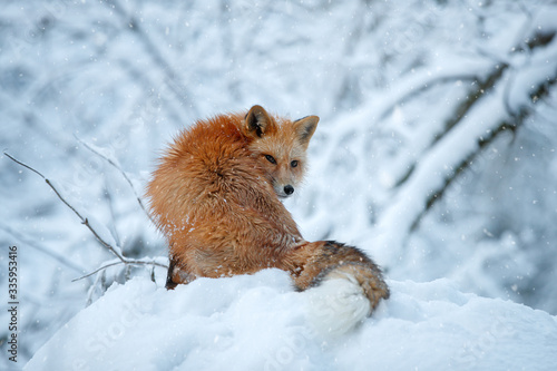 Red Fox hunts in the snow in winter. Sly huntress in the snow © vivienstock