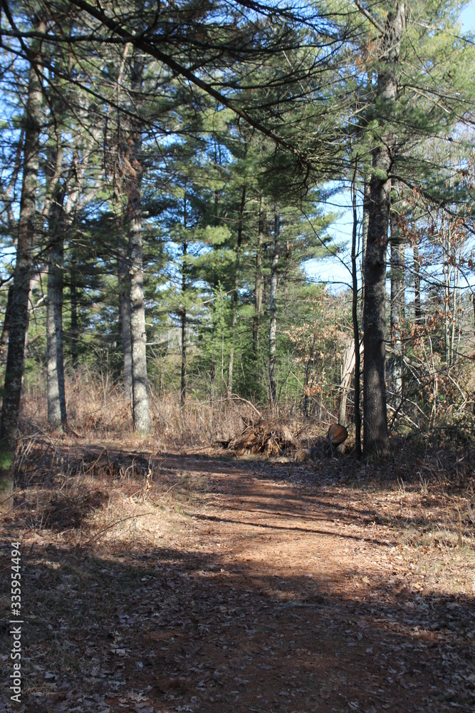 Fototapeta premium footpath in the woods