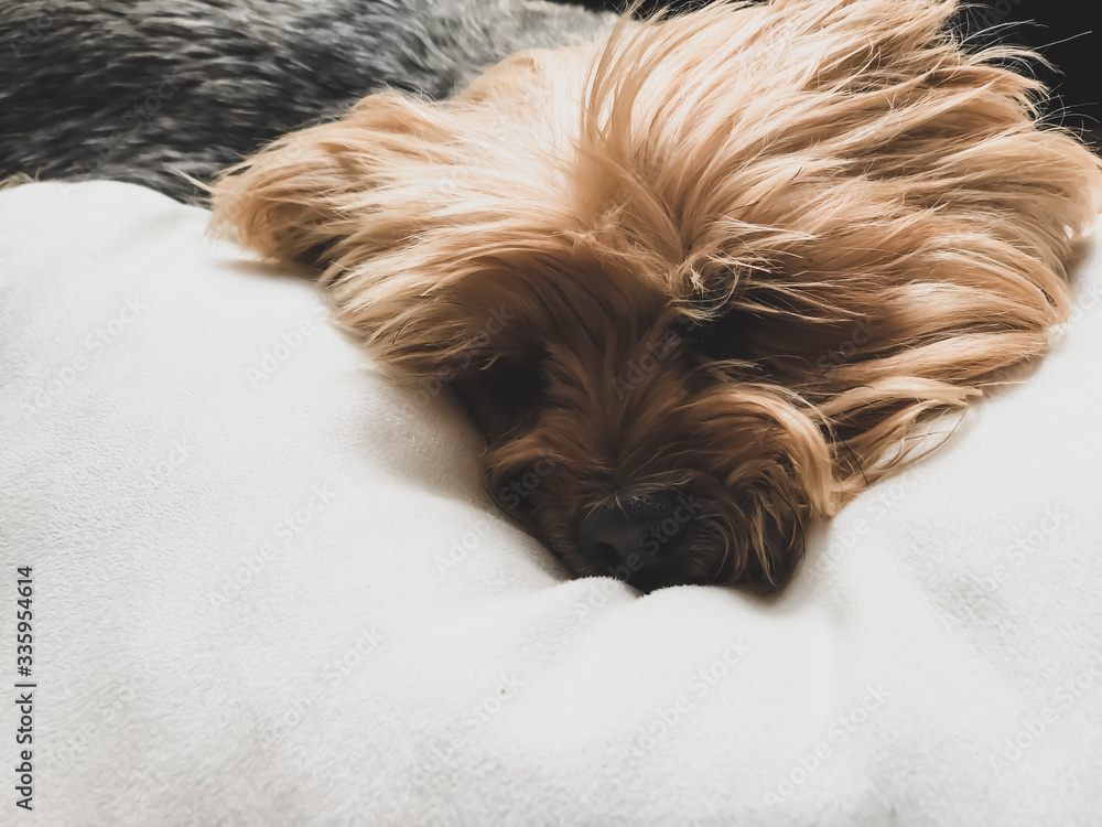 Yorkshire with eyes closed quietly sleeping, happy in a bed. Yorkshire with eyes closed quietly sleeping, happy in a bed.