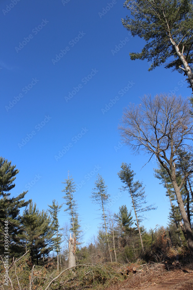 Obraz premium pine trees of blue sky