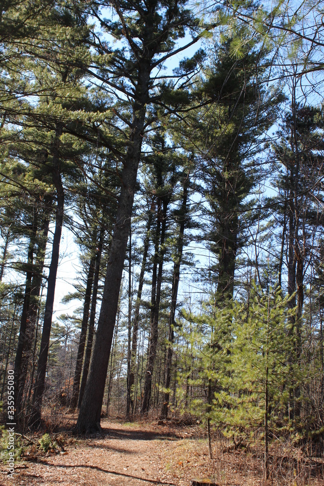 Obraz premium pine forest in the autumn