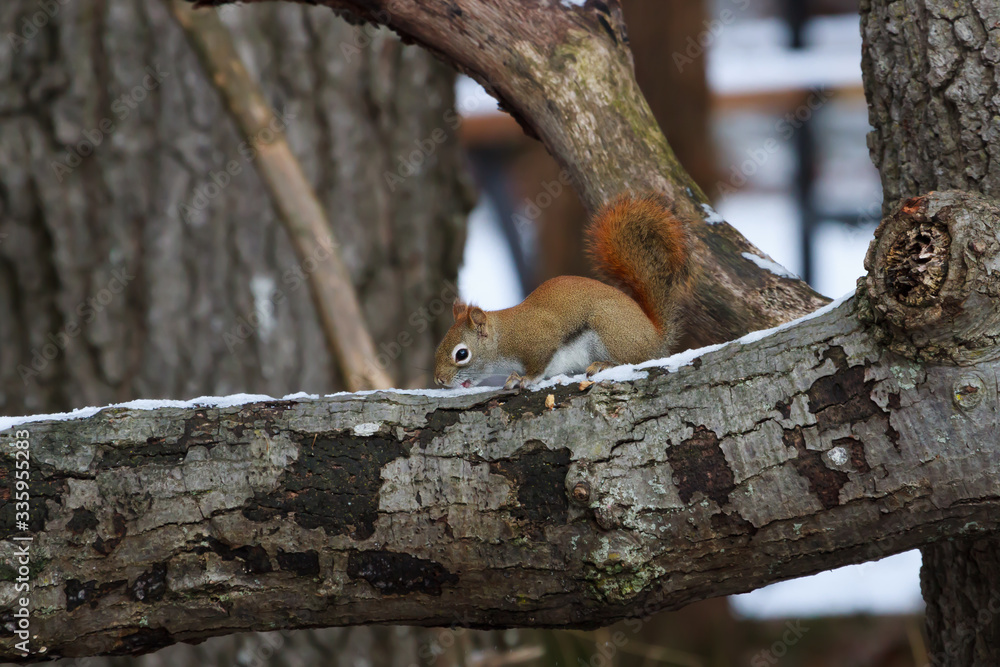 Fototapeta premium Red Squirrel eating snow of a tree limb.