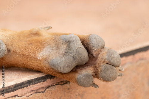 Brown dog feet on the ground background.