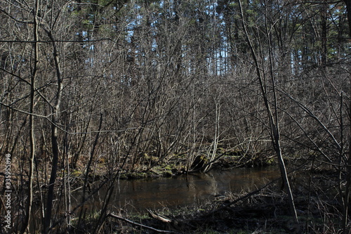 the river in the forest