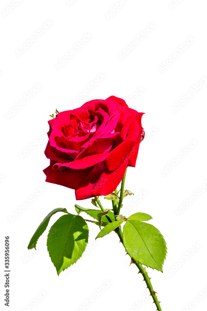 A red rose flower on white background. A red rose flower on white background.