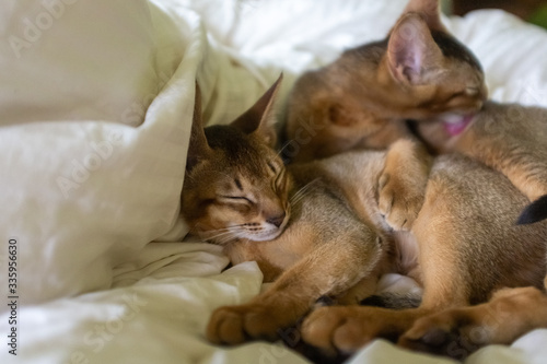Adorable abyssinian kittens