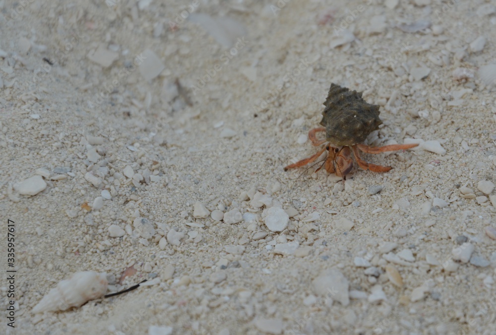 Wild Hermit crab on beach in the Bahamas