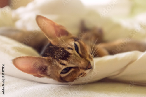 Fototapeta Naklejka Na Ścianę i Meble -  Adorable abyssinian kitten