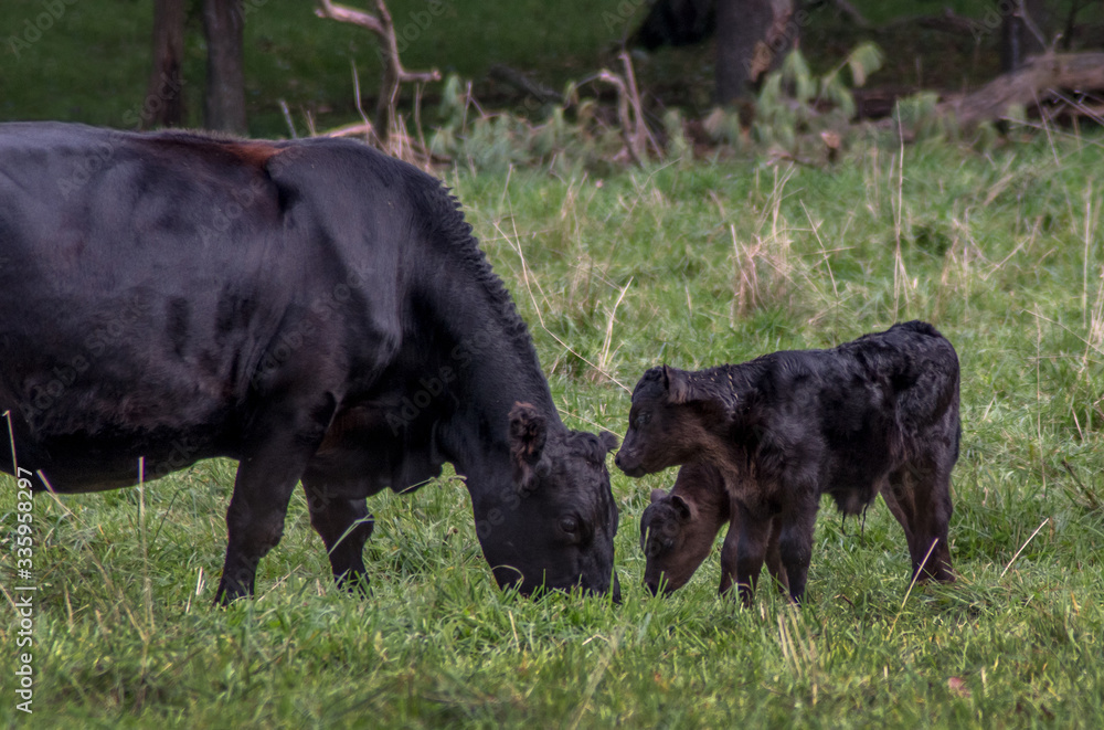 baby twin calves watch as mother cow grazes in a green field baby twin calves watch as mother cow grazes in a green field