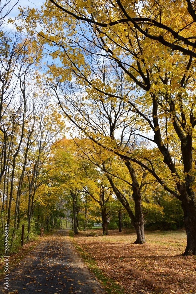 Bike trail with yellowing leaves on tall trees in October / Autumn