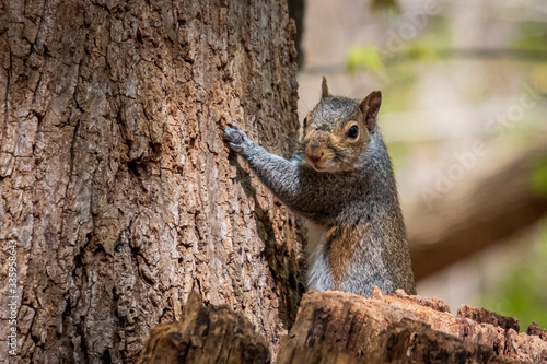 Eastern Gray Squirrel in the North Carolina piedmont. © Samuel