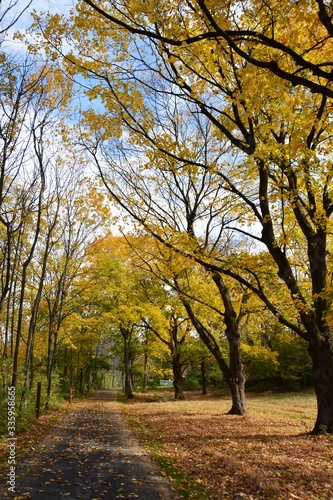 Bike trail with yellowing leaves on tall trees in October / Autumn