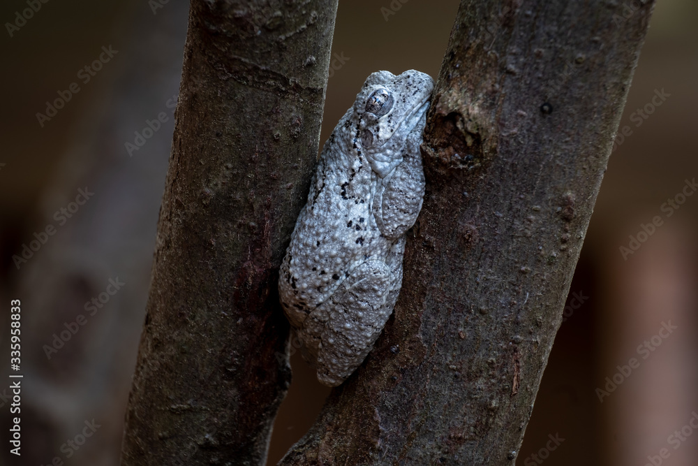 Macro of a Cope's Gray Tree Frog wedged between two limbs. Could be a meme for in a tight spot or stuck at home. North Carolina. Macro of a Cope's Gray Tree Frog wedged between two limbs. Could be a meme for in a tight spot or stuck at home. North Carolina.
