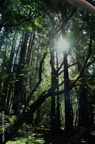 Sun peaking through in Muir Woods / Redwood forest