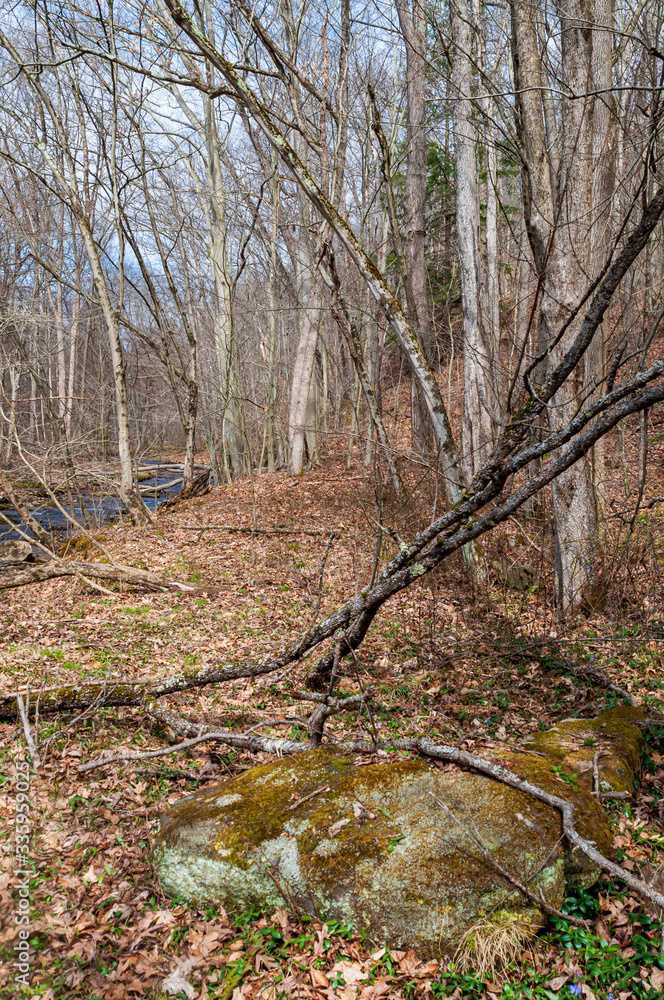 Branches down from the winter next to Thompson Run, a stream in Deerfield Township, Warren County, Pennsylvania, USA Branches down from the winter next to Thompson Run, a stream in Deerfield Township, Warren County, Pennsylvania, USA