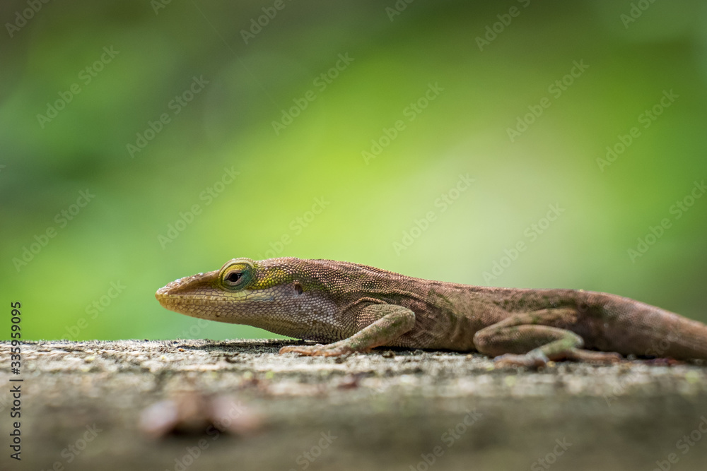 A Carolina anole, also known as a green anole. North Carolina. A Carolina anole, also known as a green anole. North Carolina.