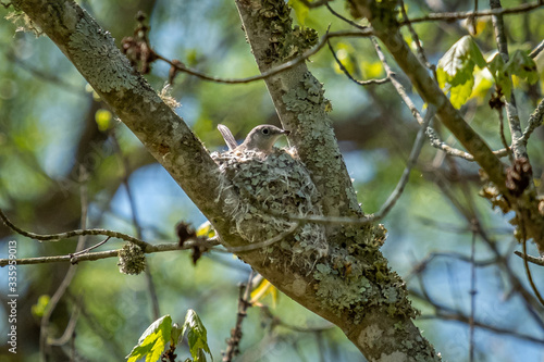 A busy blue-gray gnatcatcher prepares its nest for its spring babies.