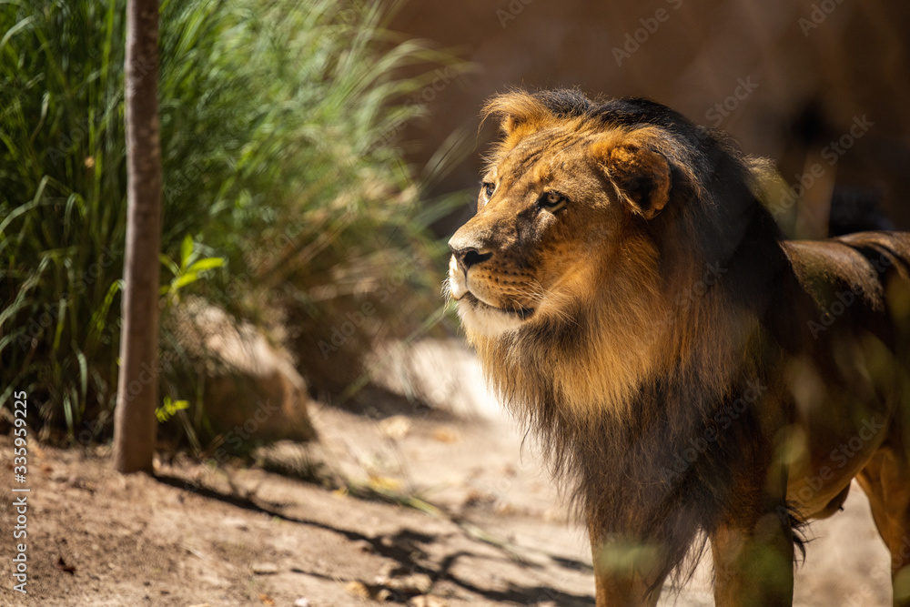 Obraz premium Male Lion