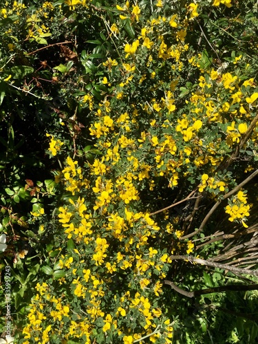 Fototapeta Naklejka Na Ścianę i Meble -  yellow flowers in the forest