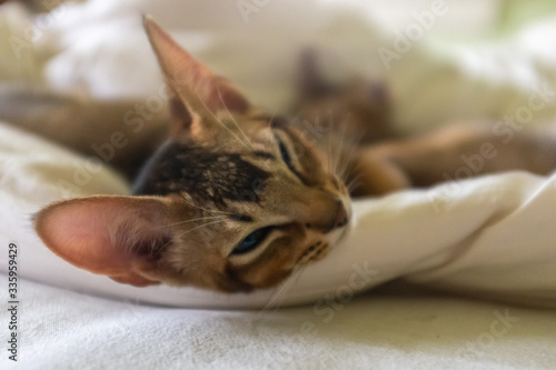 Fototapeta Naklejka Na Ścianę i Meble -  Adorable abyssinian kittens