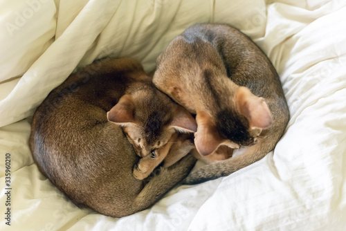 Adorable abyssinian kittens