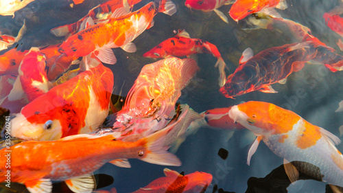 Many colorful koi fish play in the pool and wait for the party. The concept of fighting for food Decorative fish for the park area 