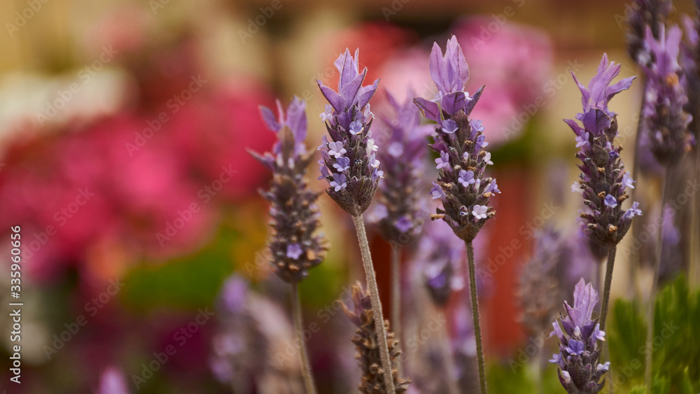 Obraz premium Lavender Color