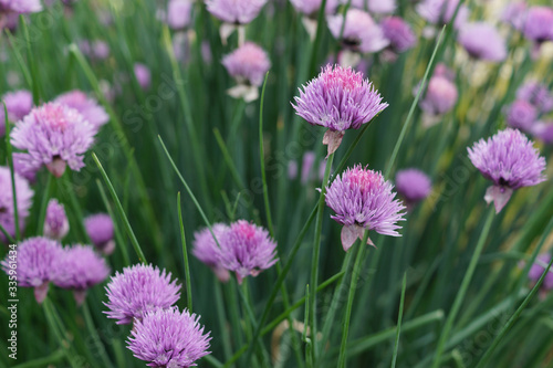 Flowering chives in the garden. Closeup of pretty purple chive flowers. Flower heads of the Allium schoenoprasum. Chive herb flowers on beautiful bokeh background with shallow focus