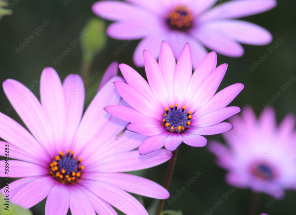 Closeup of Flowering Blue and white daisy bush. Osteospermum Passion Mix. Osteospermum ecklonis. Closeup of Flowering Blue and white daisy bush. Osteospermum Passion Mix. Osteospermum ecklonis.