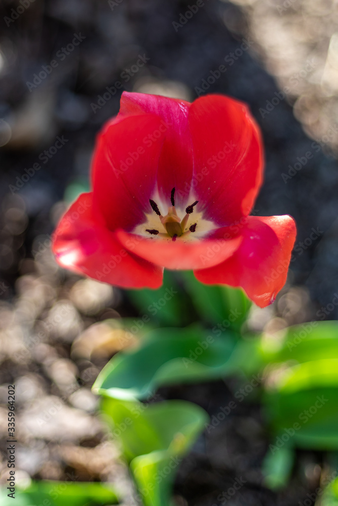 Obraz premium Red Tulip