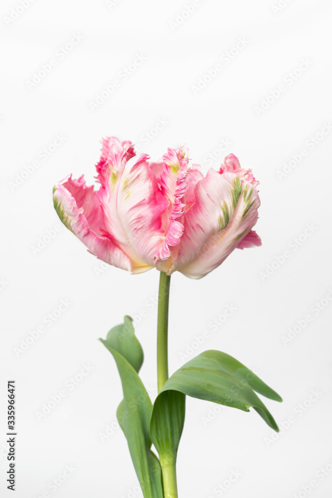 Beautiful Pink parrot tulip on white background Beautiful Pink parrot tulip on white background