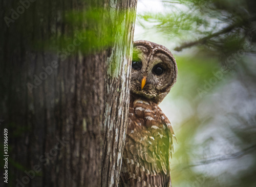 Peekaboo Owl See Whoooo